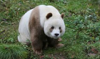 三年级下册语文国宝大熊猫的资料 关于熊猫的资料
